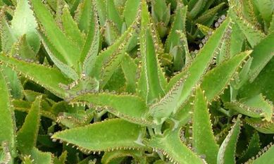 Teinture de kalanchoe pour le traitement des varices